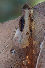 Coleoptera