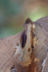 Coleoptera