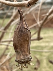 Calycanthus chinensis