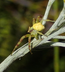 Thomisus citrinellus