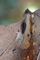 Coleoptera
