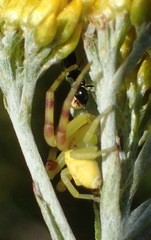 Thomisus citrinellus