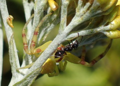 Thomisus citrinellus