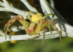 Thomisus citrinellus