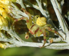 Thomisus citrinellus