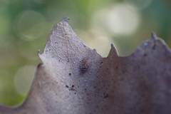 Psocodea