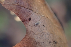 Lonchoptera