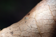 Lonchoptera