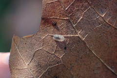Lonchoptera