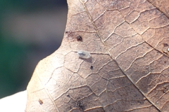 Lonchoptera