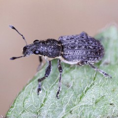 Coelositona cambricus