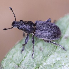 Coelositona cambricus