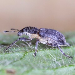 Coelositona cambricus