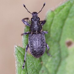 Coelositona cambricus