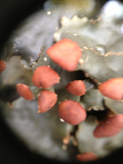 Peltigera horizontalis