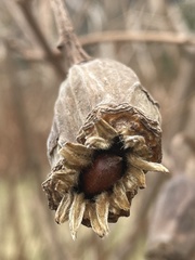 Calycanthus chinensis
