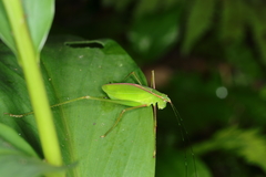 Engonia