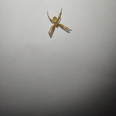 Araneae