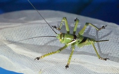 Neobarrettia spinosa