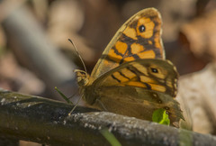 Pararge aegeria