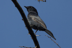 Melaenornis pammelaina