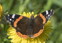 Vanessa atalanta