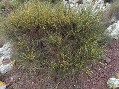 Genista ramosissima