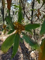 Verbesina oncophora