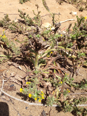 Amsinckia spectabilis