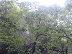 Cornus florida urbiniana