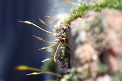 Tortula muralis