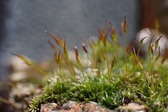 Tortula muralis