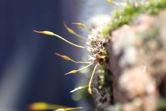 Tortula muralis