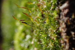 Tortula muralis