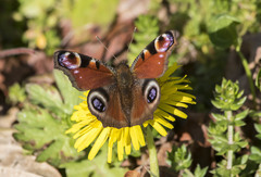 Aglais io