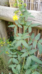 Senna corymbosa