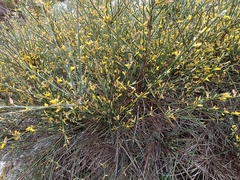 Genista ramosissima