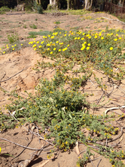 Amsinckia spectabilis