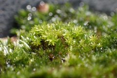 Bryophyta