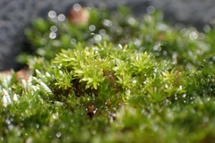 Bryophyta