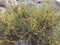 Genista ramosissima
