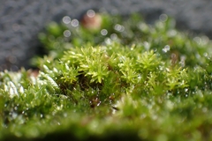 Bryophyta