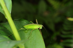 Engonia