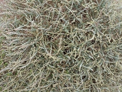 Atriplex glauca