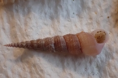 Turritellinella