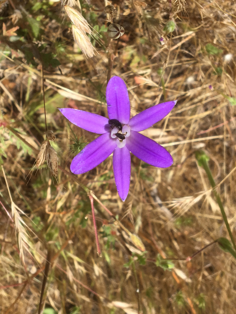 kaweah brodiaea