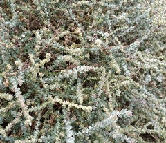 Atriplex glauca
