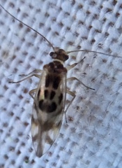 Graphopsocus