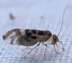 Graphopsocus