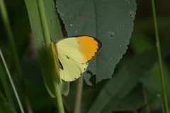 Colotis auxo